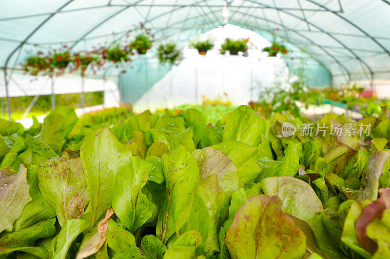绿色沙拉蔬菜生长在温室里。