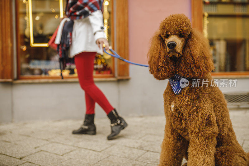 一个女人在城里逛街，带着她的狗散步