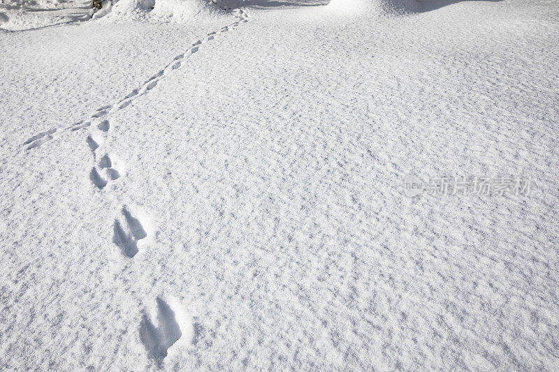 自然界雪地里的动物足迹