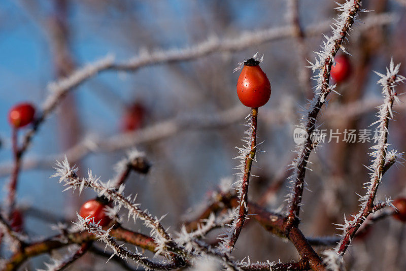 森林蔷薇果在冬季