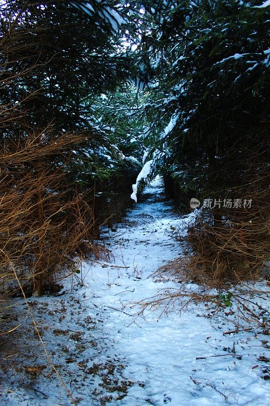 冬天穿过针叶林的小路。树与树之间的小路，中间有雪。大自然的冬季小路。