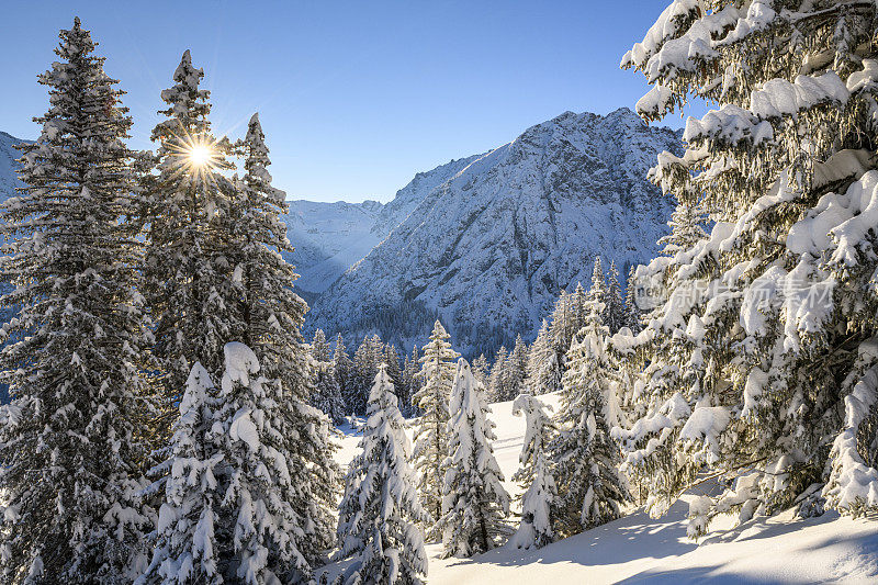 冬天的早晨，滑雪胜地积雪覆盖的树木