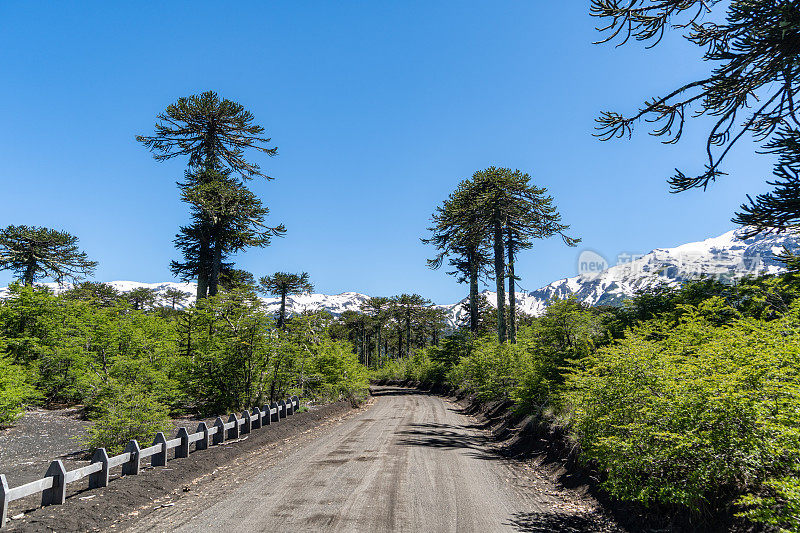 穿过Conguillio国家公园的Araucarias森林的道路