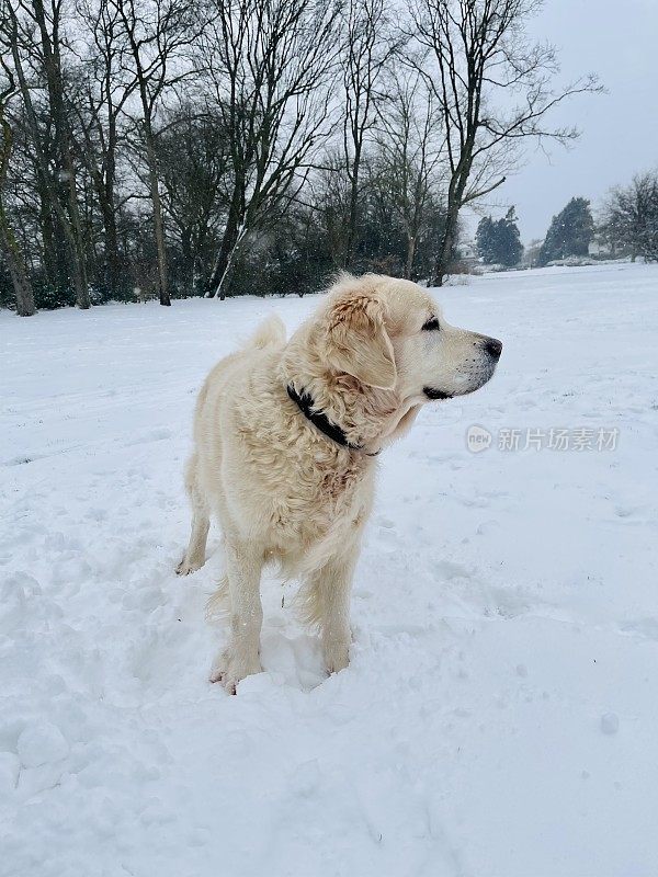 雪中的金毛寻回犬