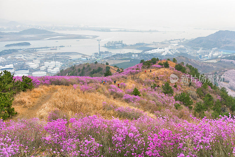 皇家杜鹃花，韩国玫瑰