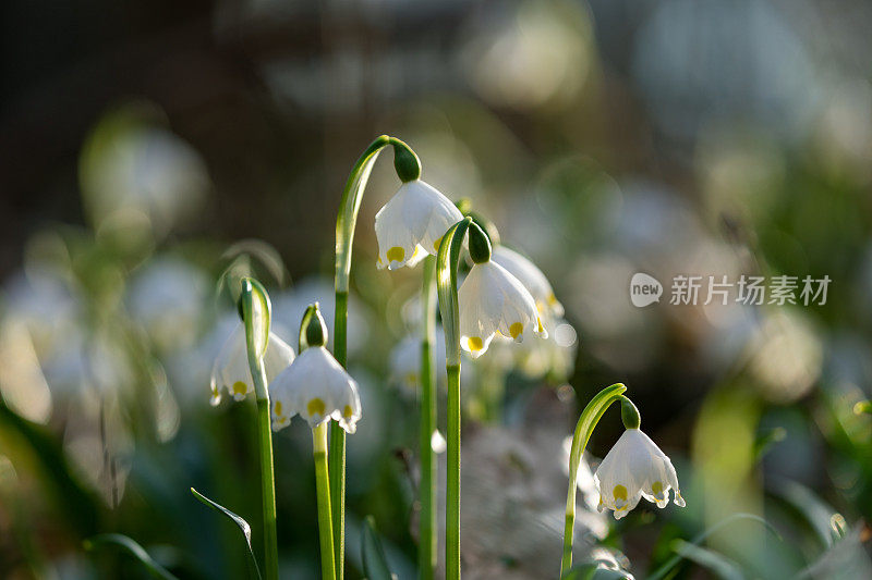 春天的雪花