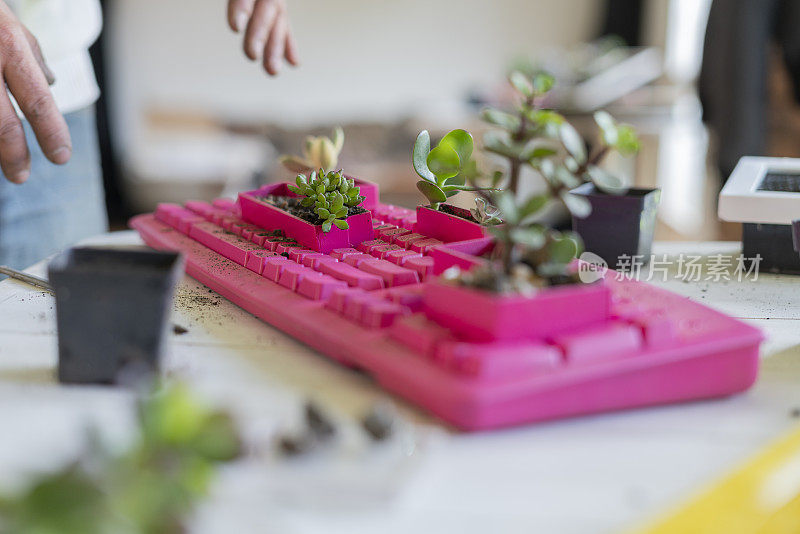 艺术家用他的多肉植物和回收的电脑键盘制作了一个新产品