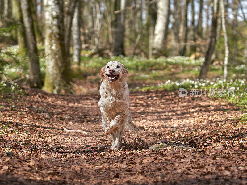 挪威Vestfold森林里奔跑的英国塞特犬