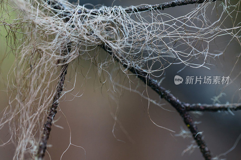 长在树枝上的胡子地衣