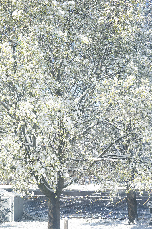 春天的暴风雪