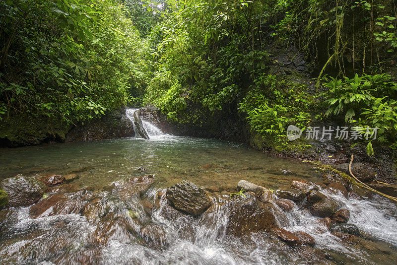 野生未驯服的造雨者雨林生物保护区在哥斯达黎加的云森林