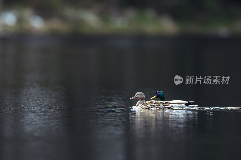 野鸭滑过平静的水面