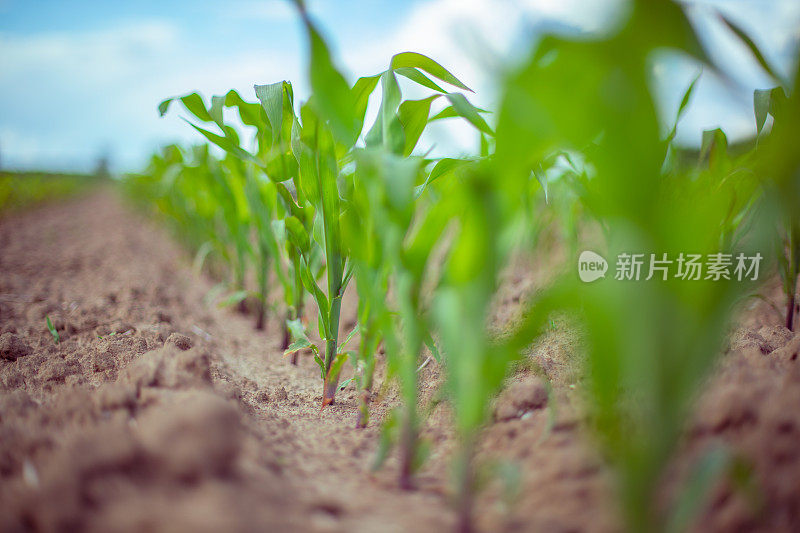 生长的季节