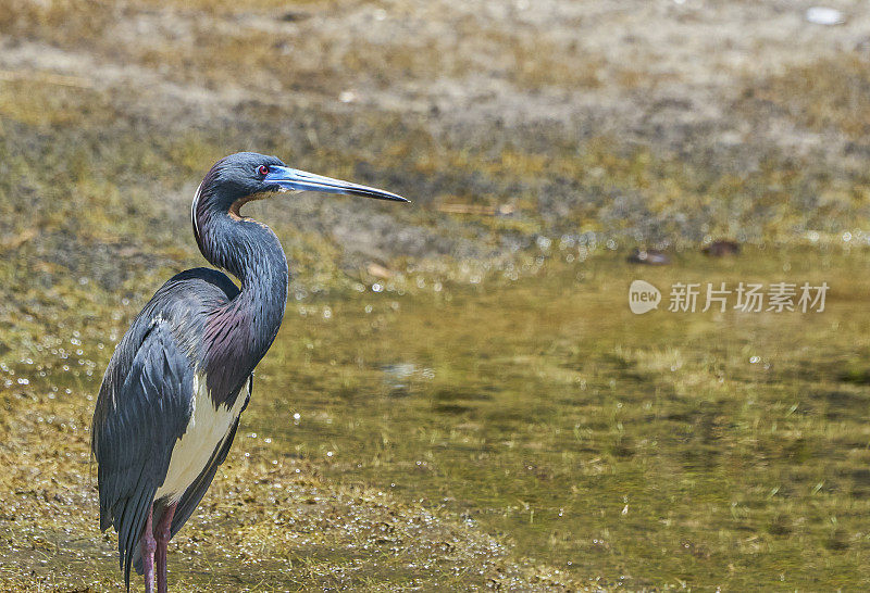 在佛罗里达中部的奥兰多湿地公园，羽毛完整的三色鹭