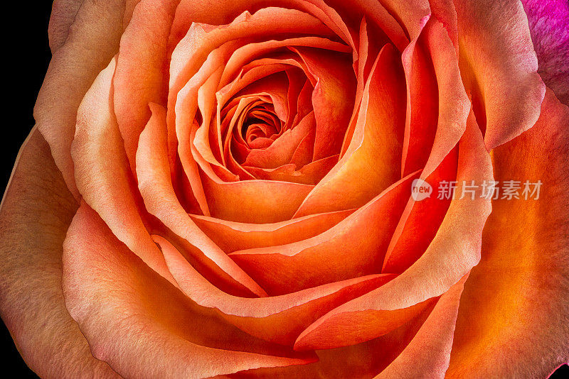 开阔的橙色紫罗兰玫瑰开花内在的心宏