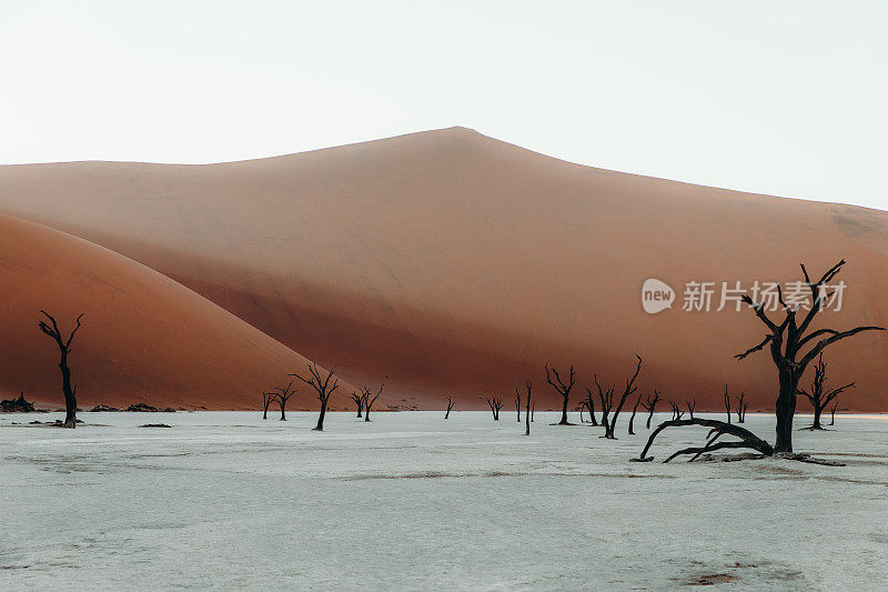 纳米比亚日出时，干涸的Deadvlei湖树谷的壮观景象