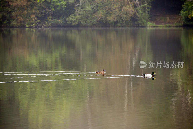 英国，萨里，一对绿头鸭在湖泊、森林和林地中创造了一个尾流