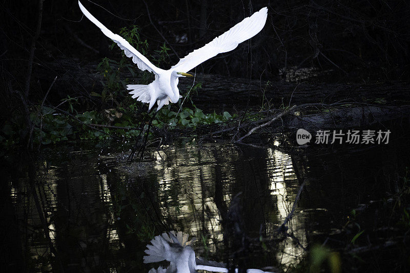 大白鹭飞在柏树沼泽，路易斯安那