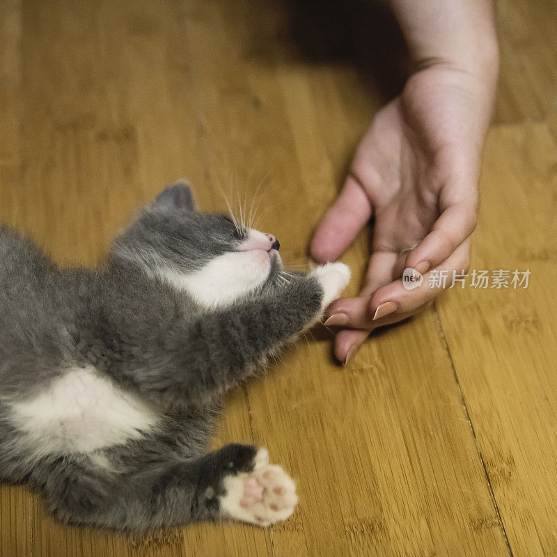 可爱的5周多指小猫和女人的手。