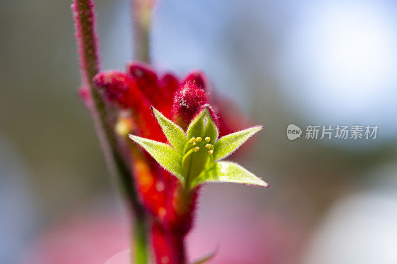 红色袋鼠爪芽，微距摄影，背景与复制空间