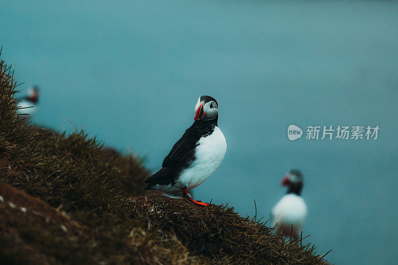 冰岛午夜太阳下美丽的海雀