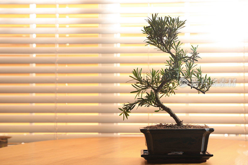 日本盆景植物放在靠近窗户的木桌上，为文字留出空间。在家里营造禅意氛围