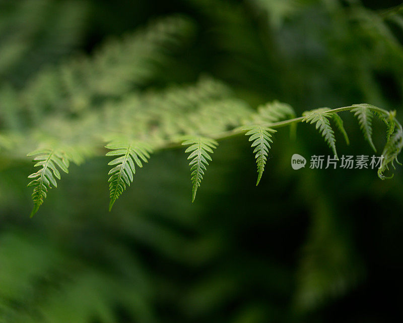 接近蕨类与浅层的田野美丽的背景