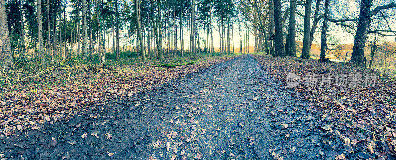 德国下萨克森州一条冬天穿过美丽森林的小路。