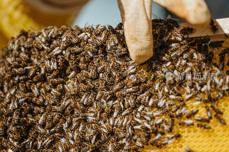 数百只蜜蜂在蜂巢里，一只蜜蜂在蜂巢里，特写镜头