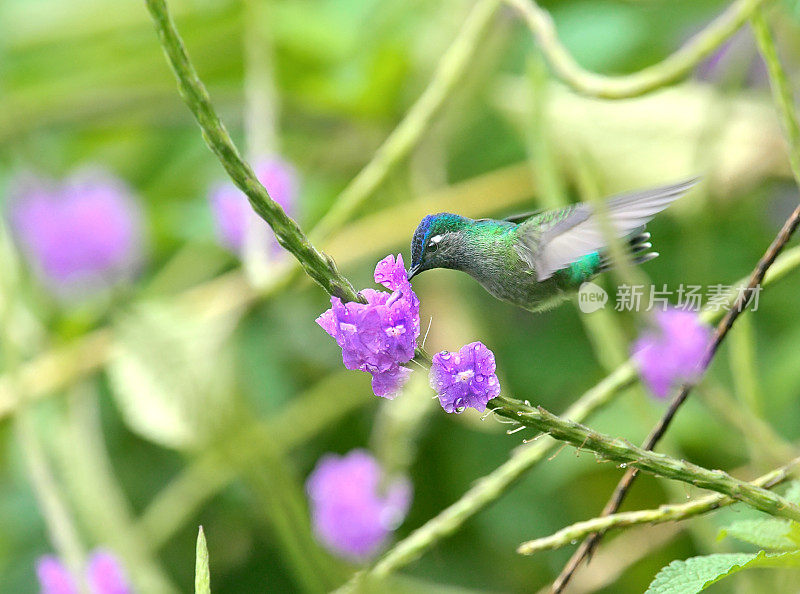 凶猛的蜂鸟扑向一朵花