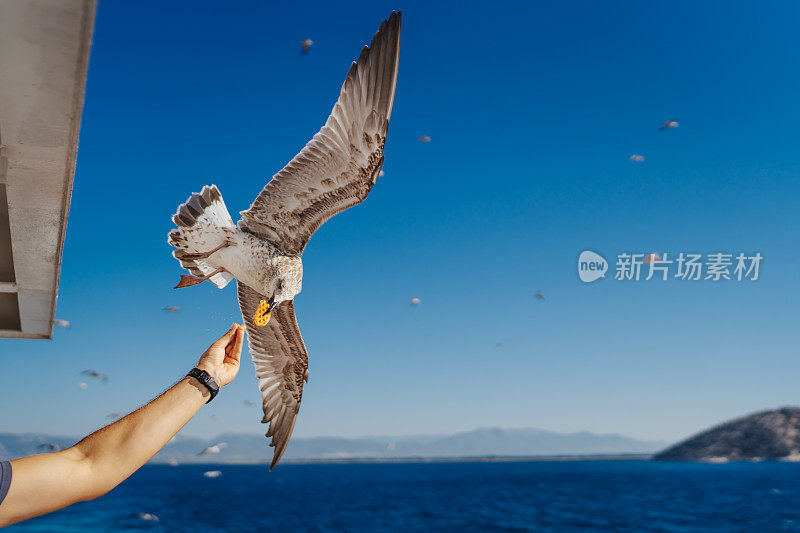 在渡船上喂海鸥的年轻人