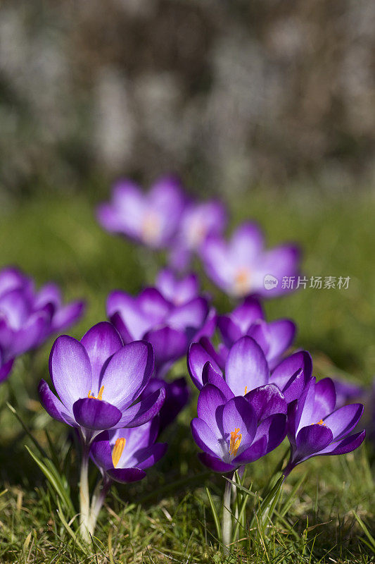 在春天盛开的藏红花，曼联