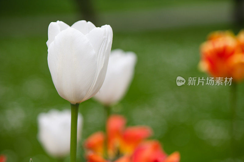 花园里有杂色白色郁金香的花坛