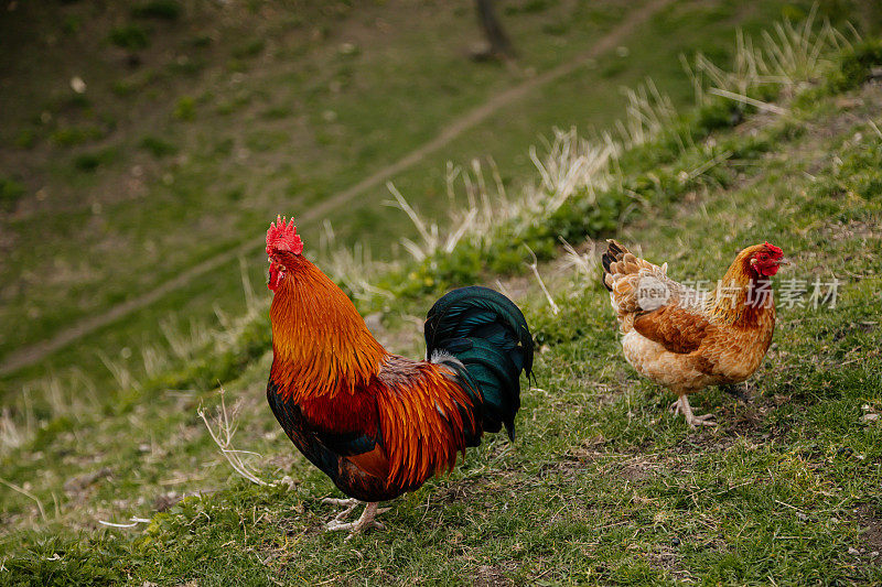 近看鸡冠鲜红的公鸡和母鸡，斑驳的黄和黑的喙，橙黄色闪亮的棕色羽毛，蓝黑色的尾羽在绿色的草地上啄食，鸡在村里