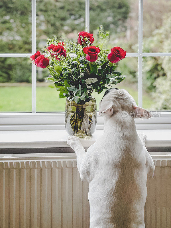 狗嗅着窗台上的红玫瑰花束