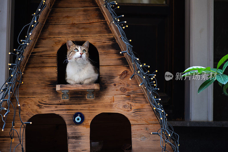 猫坐在木屋里