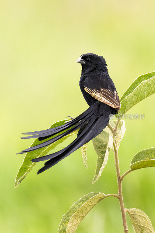 杰克逊Widowbird男性