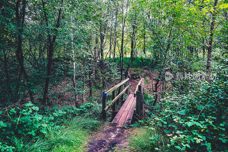 森林里一条小河上的一座桥。