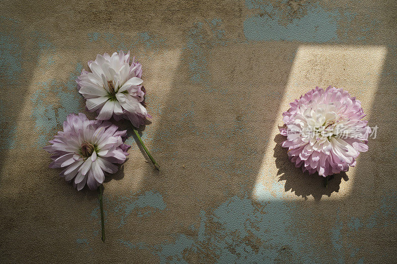 阳光下的雏菊，风化的背景