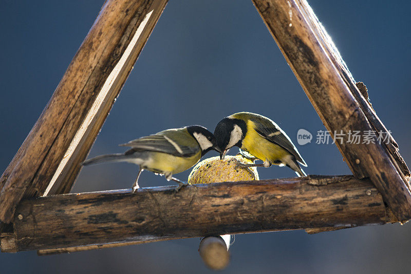 两只山雀在喂鸟器上分享食物