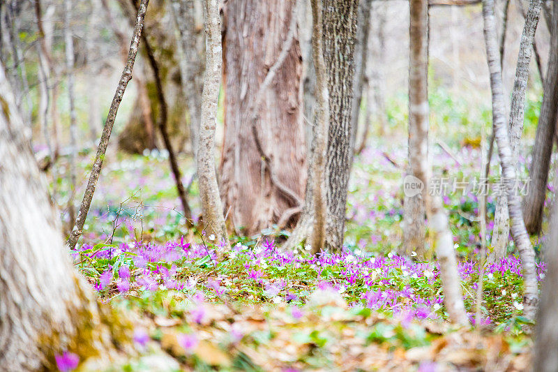 紫色的野花排列在森林地面上