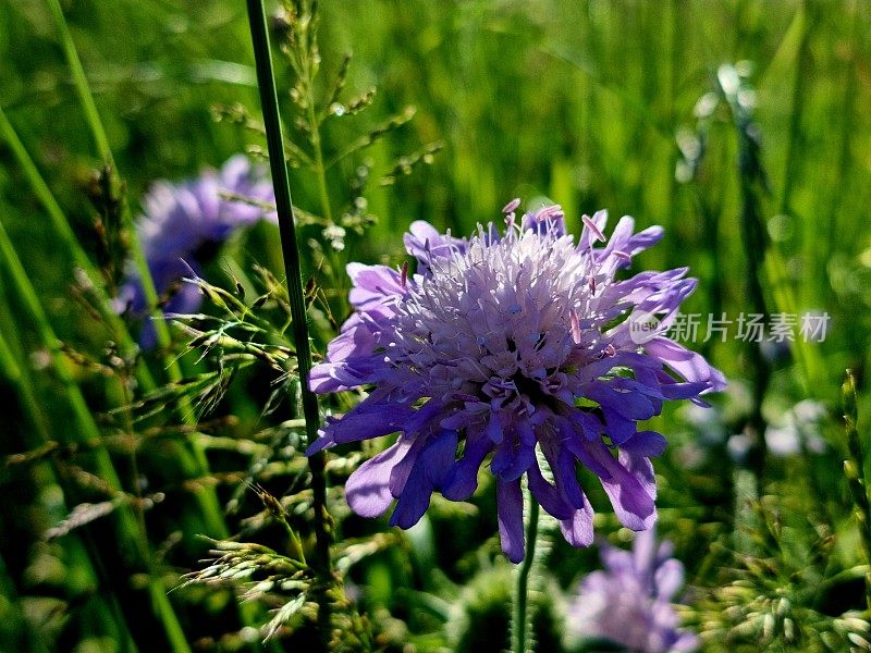 耧斗菜(小疥疮)