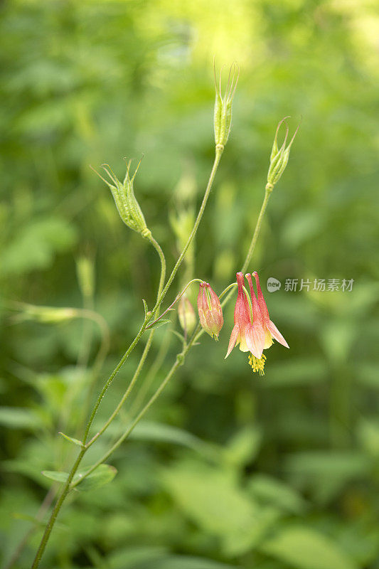 花耧斗菜