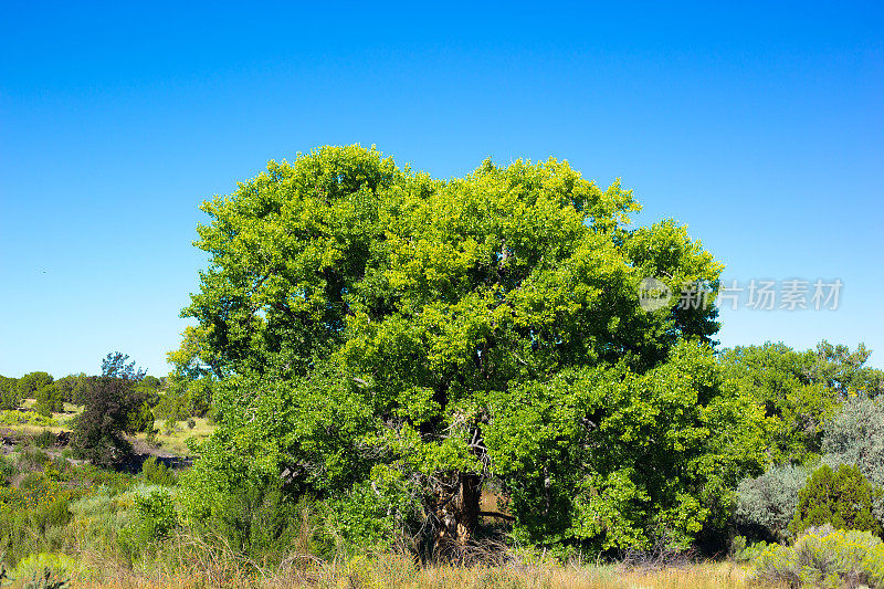 单一充满活力的绿色棉杨树在阳光明媚的夏天的田野