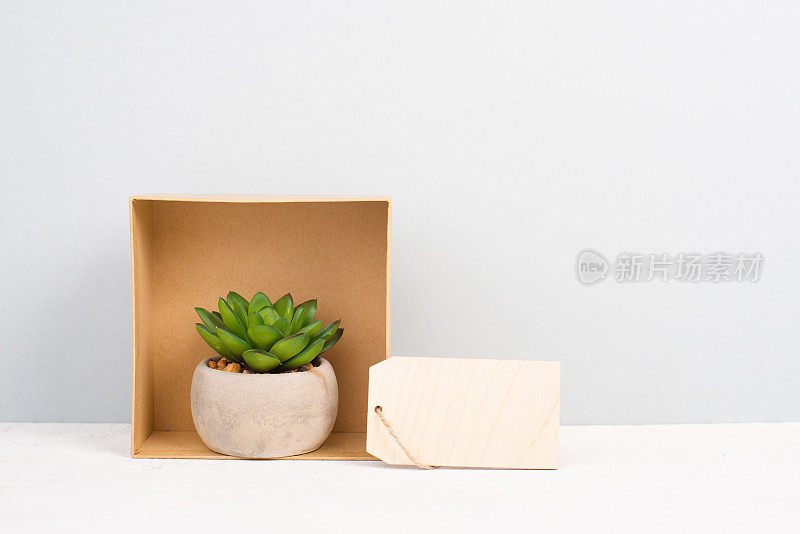 仙人球礼品盒中带空标签的文字，在灰色背景的花盆中，极简主义的装饰，植物在书桌上，现代的家，贺卡