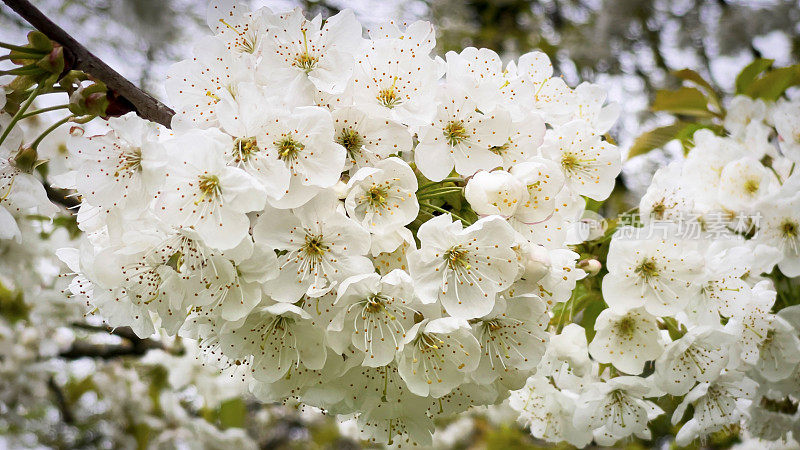 野生樱花