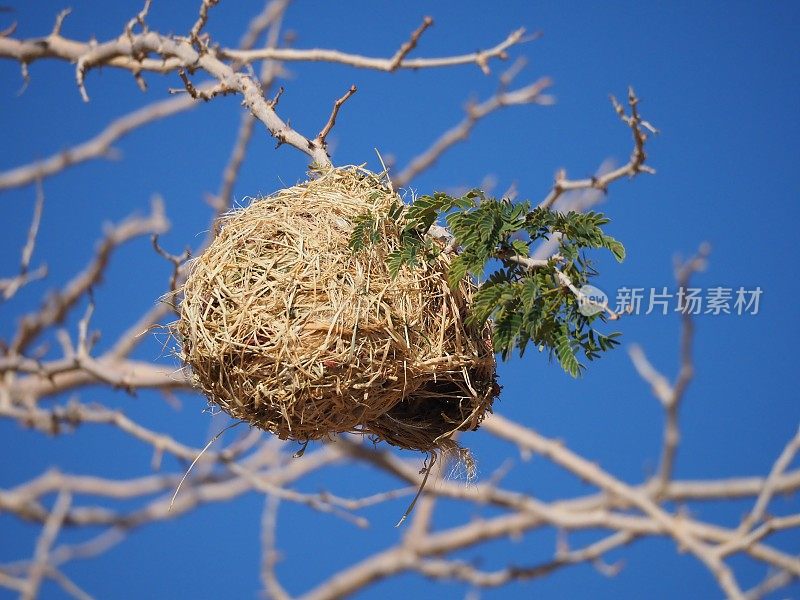 鸟巢挂在树上