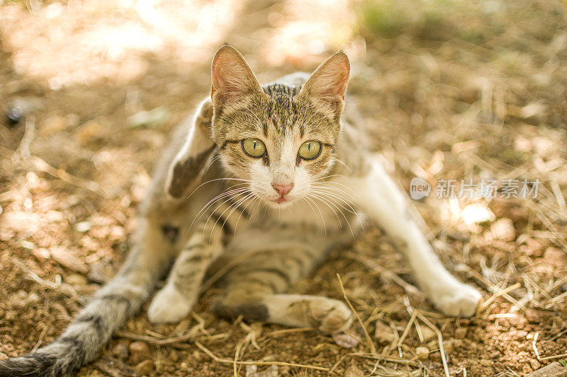 美丽的猫在大自然休息