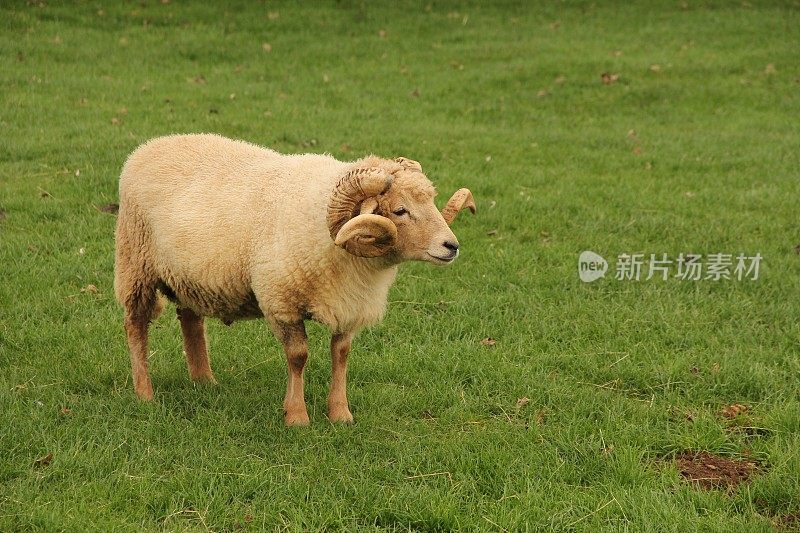 一只公羊在草地上