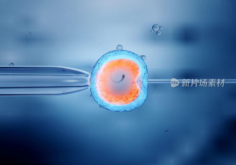 体外受精卵细胞的体外受精